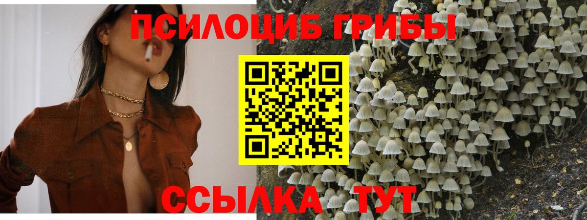Самара  Псилоцибиновые грибы Psilocybe  Вход с VPN 
